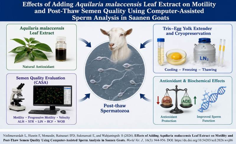 848-Saanen_Goats_Sperm