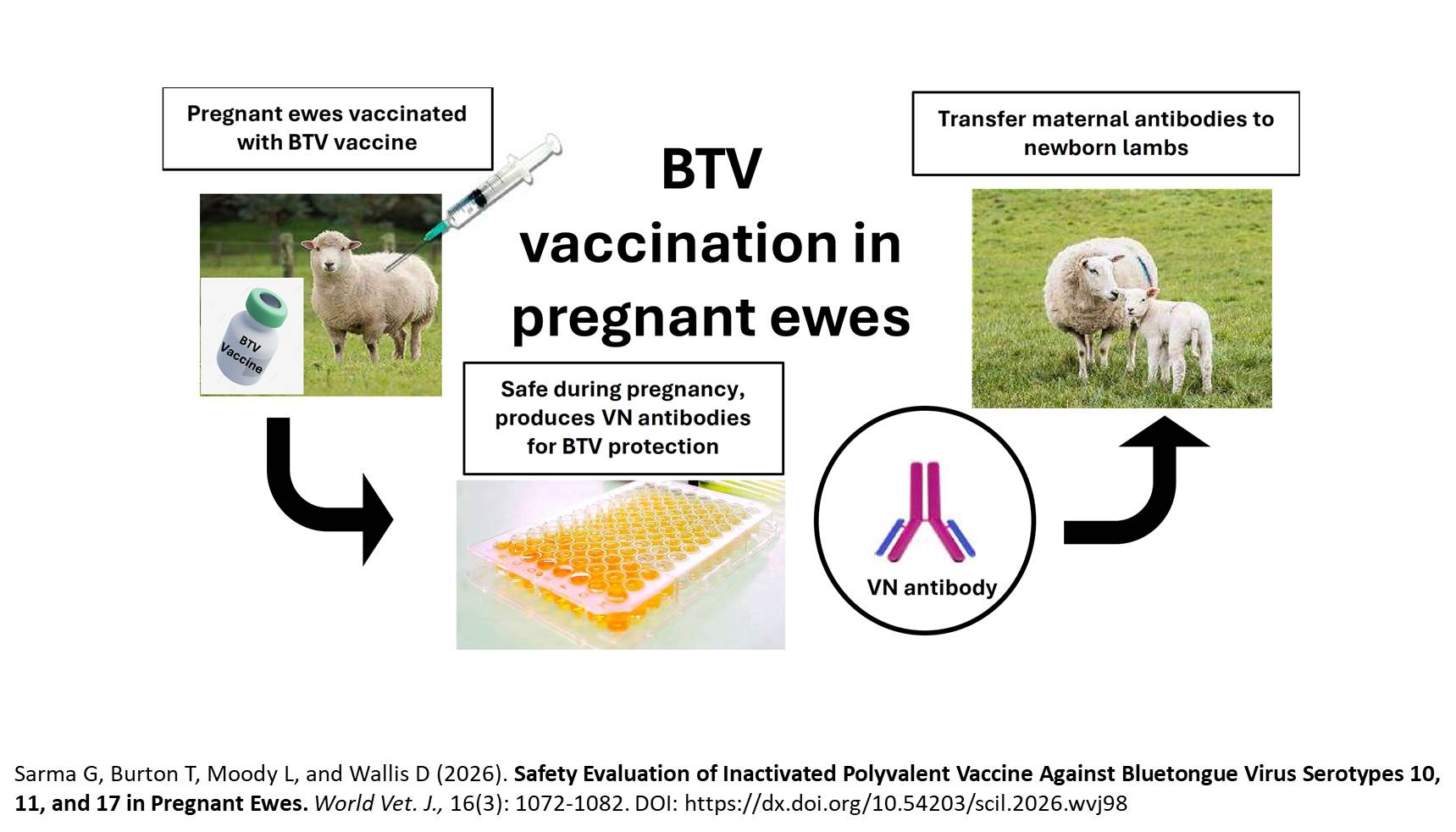 957- Bluetongue Virus Serotypes 10, 11, and 17 in Pregnant Ewes